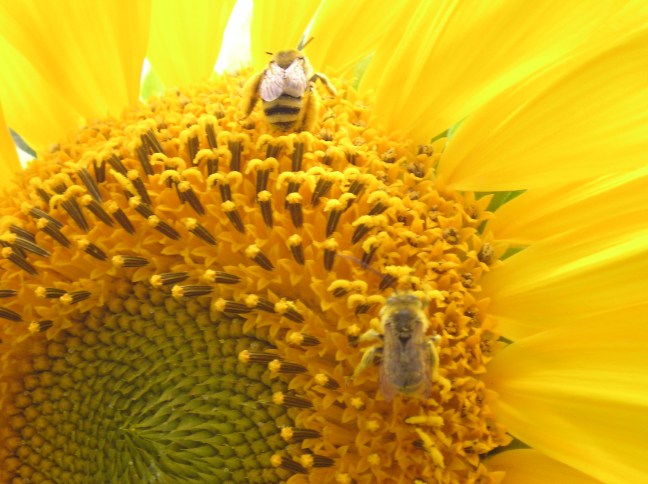 Bees Pollinating Sunflower
